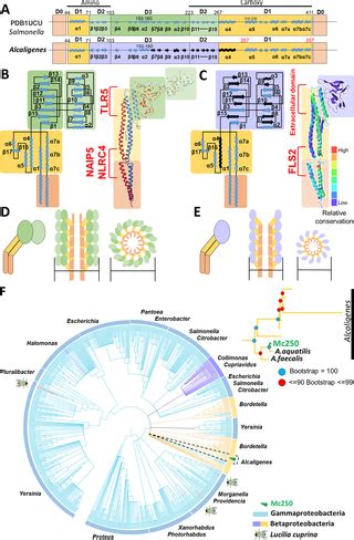 alcaligenes faecalis biochemical tests|Complete genome sequence and analysis of Alcaligenes faecalis strain.